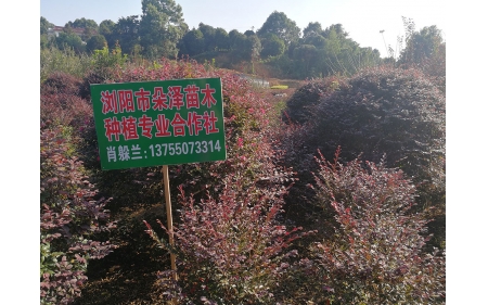 湖南華苑苗木基地實(shí)拍4